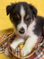 Diamond Pup #1, a male Shetland Sheepdog for sale in Lexington, NC – 2 of 6