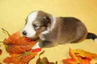 Diamond Pup #5, a male Shetland Sheepdog for sale in Lexington, NC – 2 of 6