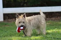 Munchkin Pup #1, a male Cairn Terrier for sale in Lexington, NC – 4 of 10