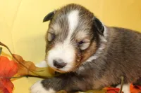 Diamond Pup #6, a male Shetland Sheepdog for sale in Lexington, NC – 3 of 7