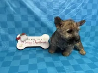 Dottie Pup #3, a female Cairn Terrier for sale in Lexington, NC – Photo 2 of 2