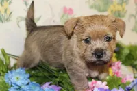 Annie's Pup 2, a female Cairn Terrier for sale in Lexington, NC – Photo 1 of 10