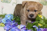 Annie's Pup 2, a female Cairn Terrier for sale in Lexington, NC – Photo 8 of 10