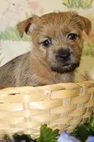 Annie's Pup 2, a female Cairn Terrier for sale in Lexington, NC – Photo 9 of 10