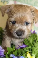 Annie's Pup 2, a female Cairn Terrier for sale in Lexington, NC – Photo 10 of 10