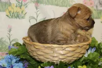 Annie's Pup 2, a female Cairn Terrier for sale in Lexington, NC – Photo 5 of 10