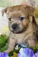 Annie's Pup 2, a female Cairn Terrier for sale in Lexington, NC – Photo 7 of 10