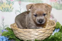 Annie's Pup 2, a female Cairn Terrier for sale in Lexington, NC – Photo 6 of 10