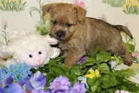 Annie's Pup 2, a female Cairn Terrier for sale in Lexington, NC – Photo 2 of 10