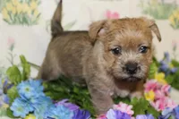 Annie's Pup 2, a female Cairn Terrier for sale in Lexington, NC – Photo 4 of 10