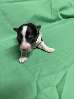 Diamond Pup #2, a male Shetland Sheepdog for sale in Lexington, NC – 5 of 5