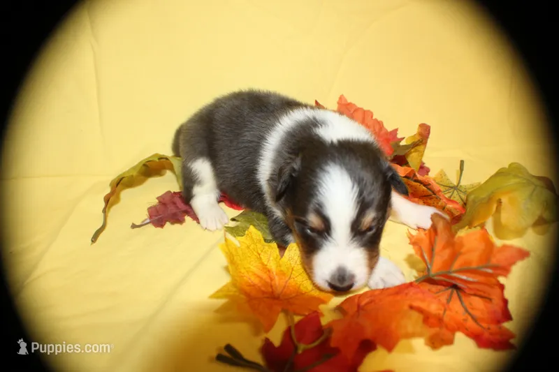 Diamond Pup #1 – Shetland Sheepdog puppy for sale in Lexington, NC