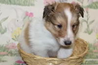 Whisper's Pup #2, a male Shetland Sheepdog for sale in Lexington, NC – Photo 8 of 10