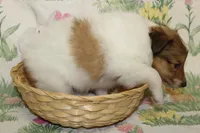 Whisper's Pup #2, a male Shetland Sheepdog for sale in Lexington, NC – Photo 10 of 10