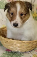 Whisper's Pup #2, a male Shetland Sheepdog for sale in Lexington, NC – Photo 9 of 10