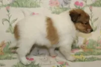 Whisper's Pup #2, a male Shetland Sheepdog for sale in Lexington, NC – Photo 4 of 10