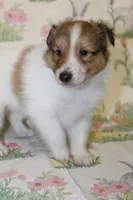 Whisper's Pup #2, a male Shetland Sheepdog for sale in Lexington, NC – Photo 3 of 10