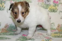 Whisper's Pup #2, a male Shetland Sheepdog for sale in Lexington, NC – Photo 5 of 10