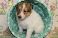 Whisper's Pup #2, a male Shetland Sheepdog for sale in Lexington, NC – Photo 6 of 10