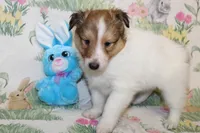Whisper's Pup #2, a male Shetland Sheepdog for sale in Lexington, NC – Photo 1 of 10