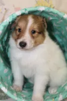 Whisper's Pup #2, a male Shetland Sheepdog for sale in Lexington, NC – Photo 7 of 10