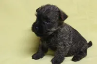 KitKat, a male Cairn Terrier for sale in Lexington, NC – Photo 4 of 5