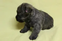 KitKat, a male Cairn Terrier for sale in Lexington, NC – Photo 2 of 5