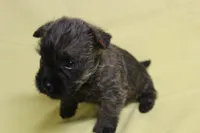 KitKat, a male Cairn Terrier for sale in Lexington, NC – Photo 3 of 5