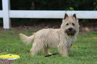 Munchkin Pup #1, a male Cairn Terrier for sale in Lexington, NC – 3 of 10