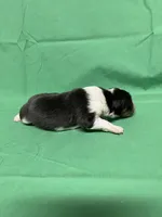 Diamond Pup #2, a male Shetland Sheepdog for sale in Lexington, NC – 1 of 5