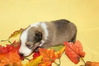 Diamond Pup #5, a male Shetland Sheepdog for sale in Lexington, NC – 4 of 6