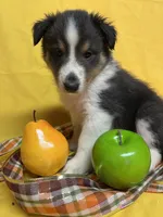 Diamond Pup #1, a male Shetland Sheepdog for sale in Lexington, NC – 5 of 6