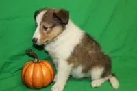 Diamond's Pup #2, a female Shetland Sheepdog for sale in Lexington, NC – Photo 7 of 9