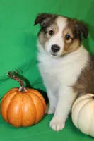 Diamond's Pup #2, a female Shetland Sheepdog for sale in Lexington, NC – Photo 9 of 9