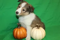 Diamond's Pup #2, a female Shetland Sheepdog for sale in Lexington, NC – Photo 6 of 9