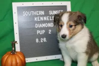 Diamond's Pup #2, a female Shetland Sheepdog for sale in Lexington, NC – Photo 4 of 9