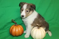 Diamond's Pup #2, a female Shetland Sheepdog for sale in Lexington, NC – Photo 8 of 9
