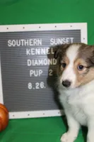Diamond's Pup #2, a female Shetland Sheepdog for sale in Lexington, NC – Photo 2 of 9