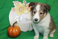 Diamond's Pup #2, a female Shetland Sheepdog for sale in Lexington, NC – Photo 3 of 9