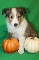 Diamond's Pup #2, a female Shetland Sheepdog for sale in Lexington, NC – Photo 5 of 9