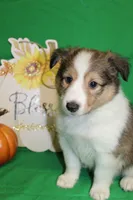 Diamond's Pup #2, a female Shetland Sheepdog for sale in Lexington, NC – Photo 1 of 9