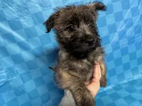 Dottie Pup #4, a male Cairn Terrier for sale in Lexington, NC – Photo 2 of 2
