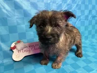 Dottie Pup #4, a male Cairn Terrier for sale in Lexington, NC – Photo 1 of 2