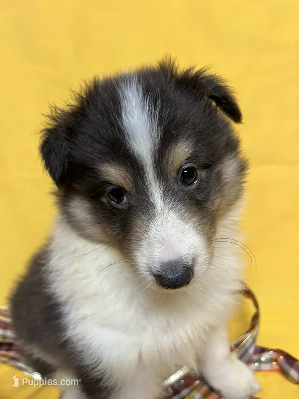 Diamond Pup #2 – Shetland Sheepdog puppy for sale in Lexington, NC