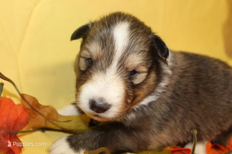 Diamond Pup #6 – Shetland Sheepdog puppy for sale in Lexington, NC