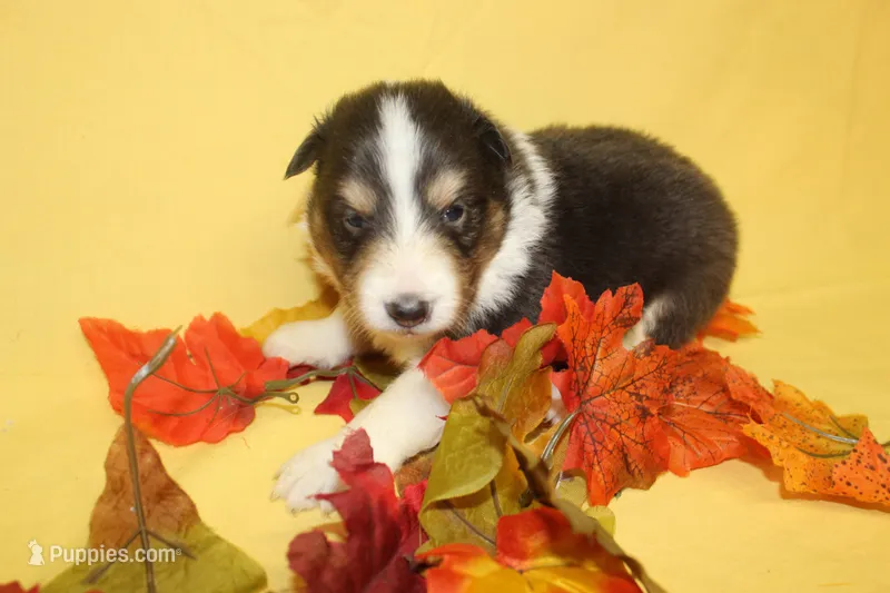 Diamond Pup #2 – Shetland Sheepdog puppy for sale in Lexington, NC