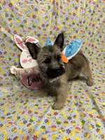 AKC Munchkin Pup #4-Orange, a male Cairn Terrier for sale in Lexington, NC – Photo 2 of 8