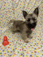 AKC Munchkin Pup #4-Orange, a male Cairn Terrier for sale in Lexington, NC – Photo 4 of 8