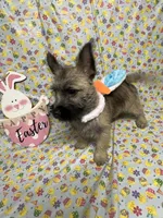 AKC Munchkin Pup #4-Orange, a male Cairn Terrier for sale in Lexington, NC – Photo 3 of 8