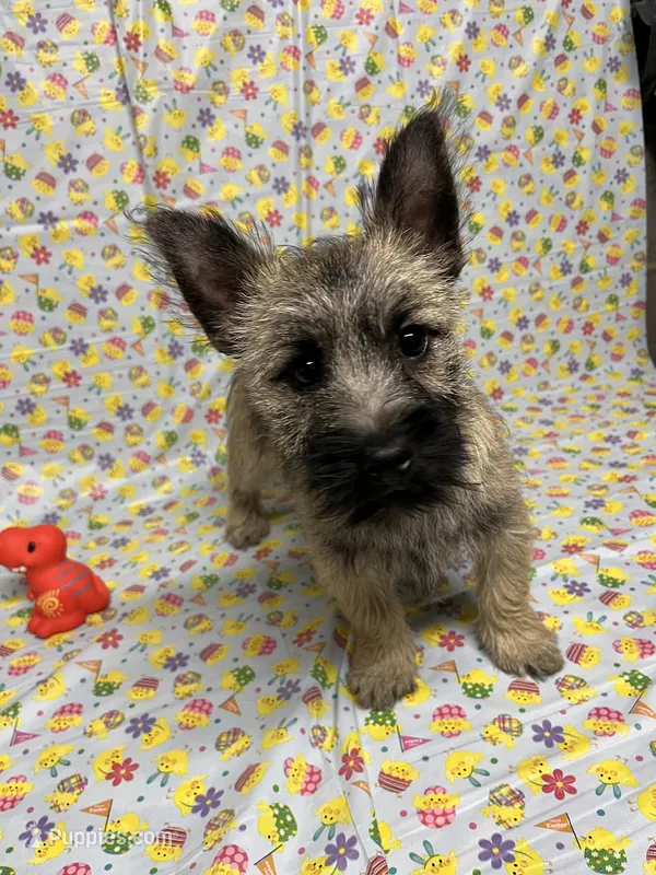 AKC Munchkin Pup #4-Orange